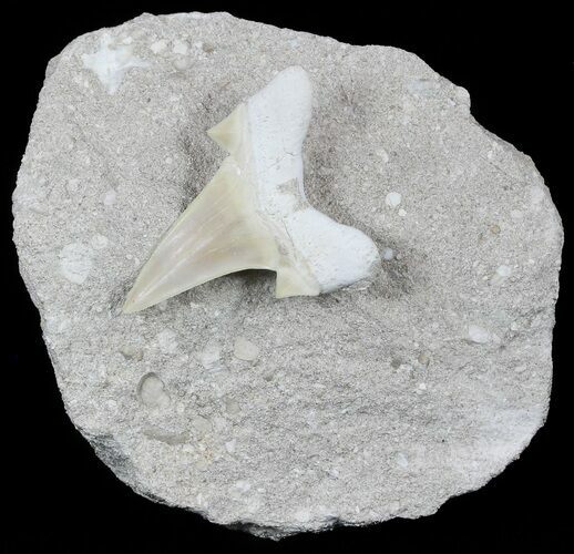 Otodus Shark Tooth Fossil In Rock - Eocene #56432